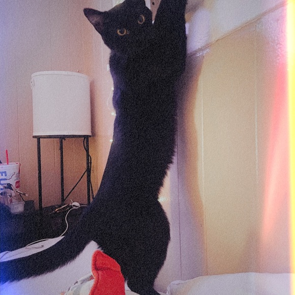 Meet your Posher, Madison - Picture 3 of 7